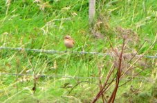 isabelline shrike mizen oct.jpg