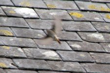 black redstart oct 07.jpg