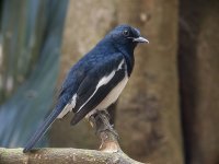 magpie robin.male.G6.scopetronix CRW_2753.jpg