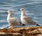 Gulls_6.jpg