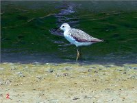 Marsh sandpiper-1.jpg