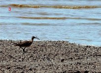 Cullew Sandpiper.jpg