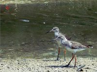 Common Redshank.jpg