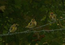 Goldfinch.jpg