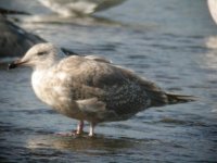 1stwinterhybridgull5.jpg