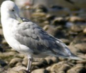 leucisticgull1.jpg