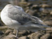 leucisticgull4.jpg