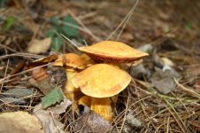 Fungi 11 (Medium).JPG