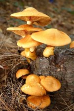 Fungi 27 (Medium).JPG