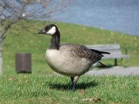 Cackling Goose 2.jpg