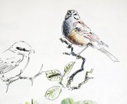 rock-bunting.jpg