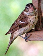 Song_Sparrow_1.jpg