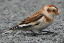 20071111_snowbunting_0102.jpg