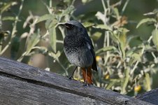 Black_redstart.jpg