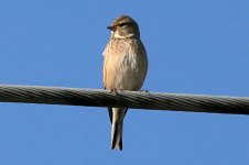 Linnet.jpg