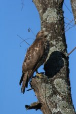 Redshouldered Hawk.jpg