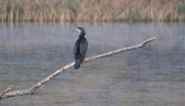 Cormorant on new post.jpg