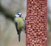 Hungry bluetit.jpg