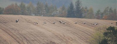 greylags taking off.jpg