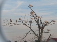 ibis roost vignetted wt correction.jpg