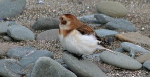 tn_Snow Bunting at Salterstown 21.JPG