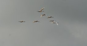 tn_Whooper Swans flying at Cruistown 3.JPG