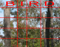 bird search.GIF