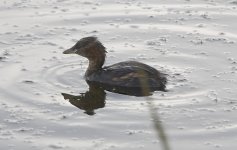 dabchick_exposure.jpg