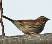 Savannah_Sparrow_2.jpg