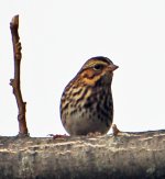 Savannah_Sparrow_1..jpg