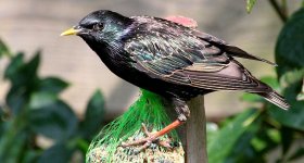 Starling 1.jpg