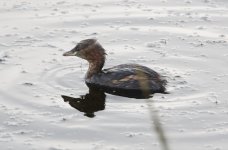 dabchick_exposure_modified.jpg