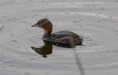 dabchick_exposure-8.jpg