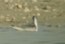 Phalarope Santa Pola 3Dec07 - 4.jpg