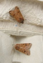 moths 23 Oct 017.jpg