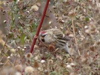 Common Redpoll.jpg