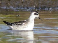 Red Necked Phalarope 06 copy.jpg