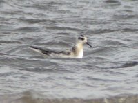 Grey Phalarope 11 copy.jpg