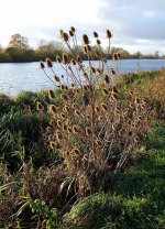 Teasel-1.jpg