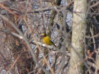 Evening Grosbeak.jpg