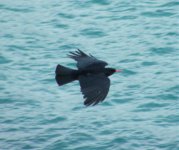 chough flight.jpg