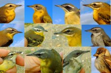 Assorted Yellow Wagtails.jpg