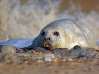 Baby-Seal-1.jpg