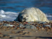 Baby-Seal-2.jpg