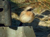 Desert-Wheatear-2.jpg