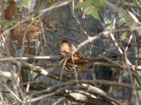 Fox Sparrow.jpg