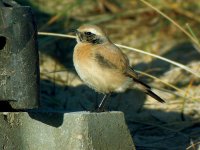 Desert-wheatear-3.jpg