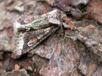 green-brindled crescent.JPG