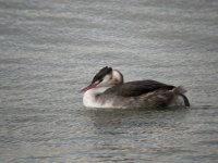 tn_GC Grebe at CHead Harbour 12.JPG