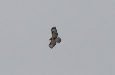 buzzard1.jpg